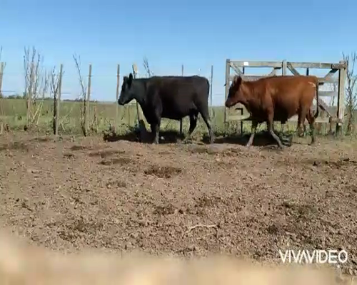 Lote 25 Vacas en Navarro, Buenos Aires