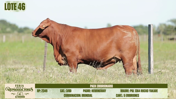 Lote LOTE 46