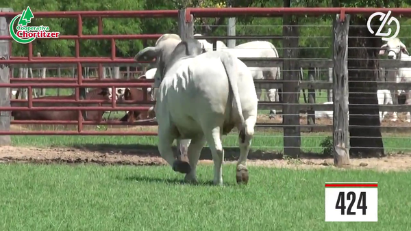 Lote Brahman