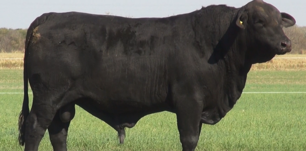 Lote TOROS(CORRAL 7)BRANGUS "CABAÑA EL DESAFIO"