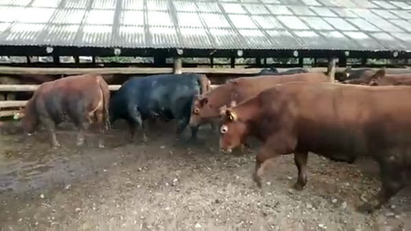 Lote 45 Novillo Gordo en Coihueco, XVI Región Ñuble