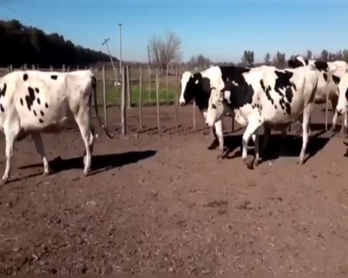 Lote VAQUILLONAS PREÑADAS