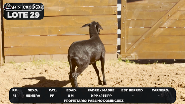 Lote LOTE 29 - CAMPO