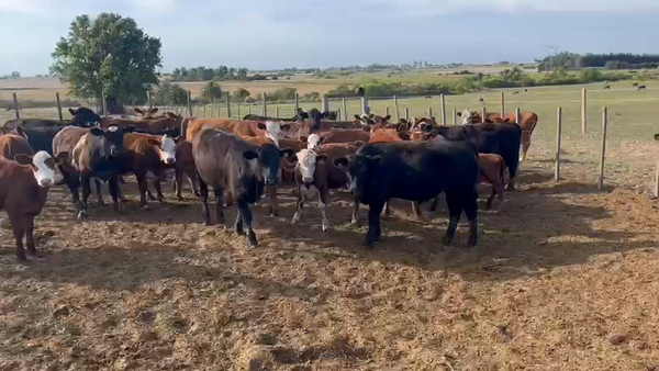 Lote 34 Terneros Angus y Hereford, San José