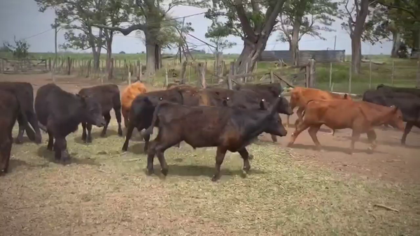 Lote 40 Terneros en La Plata, Buenos Aires