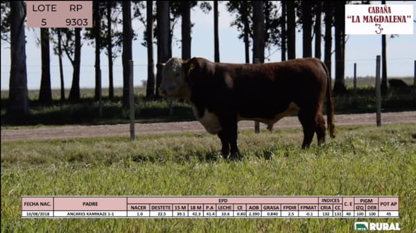 Lote Toros POLLED HEREFORD PI RP 9303 9586