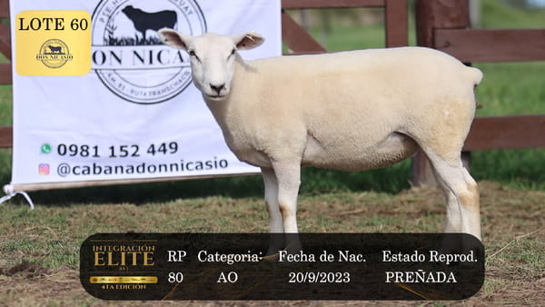 Lote LOTE 60