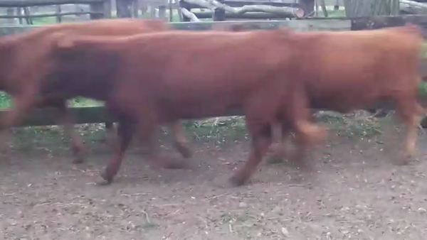 Lote (Vendido)15 Terneras AA 195kg -  en COLONIA SUIZA