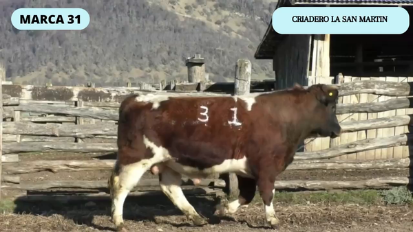 Lote 1 Toro en Coyhaique, XI Región Aysén