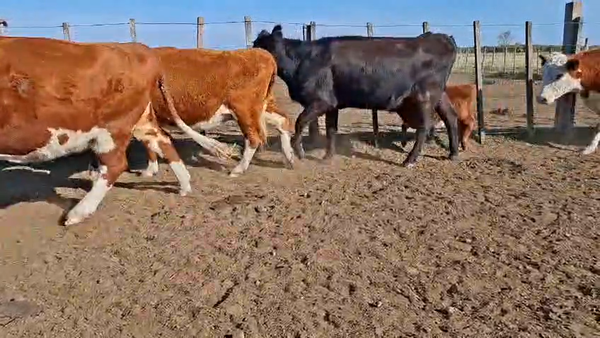 Lote VACAS PREÑADAS