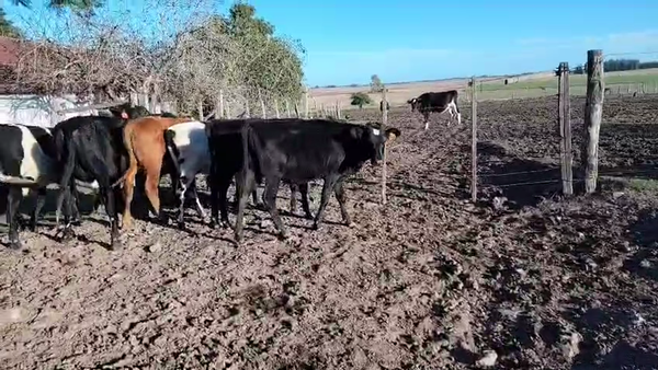 Lote 10 Terneros, San José