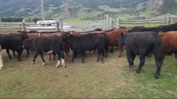 Lote 33 Ternero en Coyhaique, XI Región Aysén
