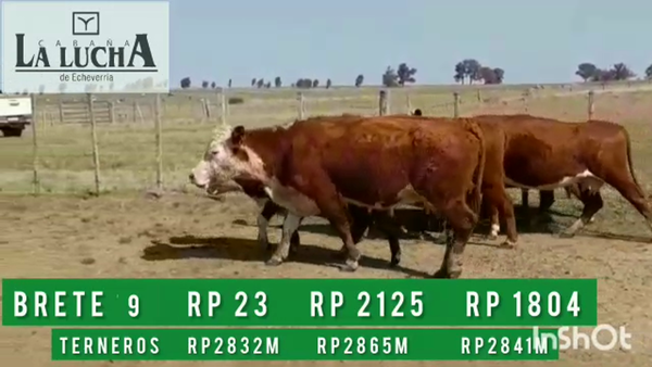 Lote PIEZAS DE CRIAS PI CON MACHOS