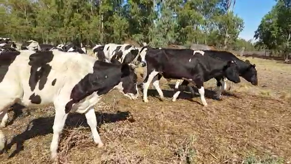 Lote 41 Novillos Holando