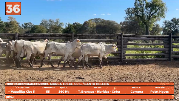 Lote LOTE 36