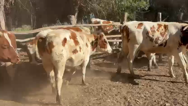 Lote 26 Novillo Engorda en Melipilla, Región Metropolitana