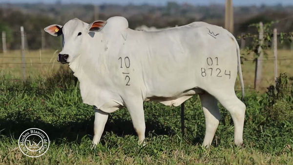 Lote LOTE 85