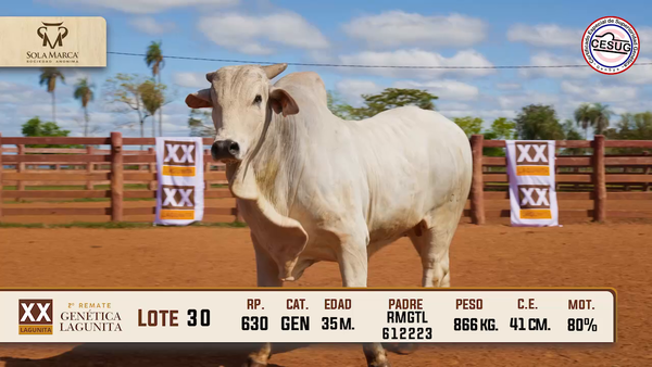 Lote Lote 30