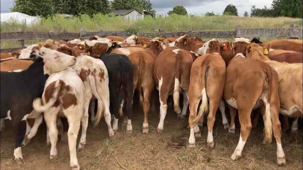 Lote 61 Vaquilla Engorda en Río Negro, X Región Los Lagos