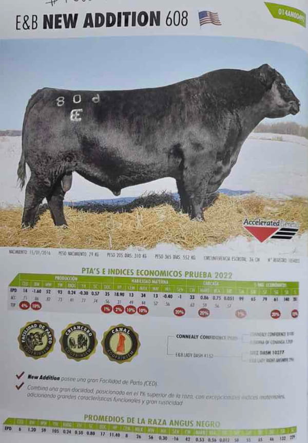 Lote 27 Vaquilla Preñada en Puerto Varas, X Región Los Lagos