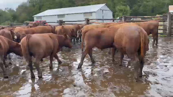 Lote 55 Novillo Engorda en Coyhaique, XI Región Aysén