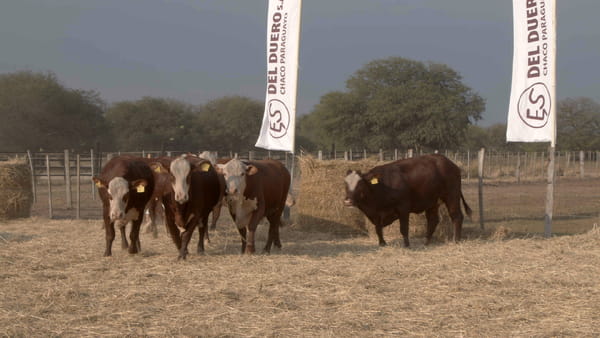 Lote Vaquillas CBO. 1 PREÑADAS