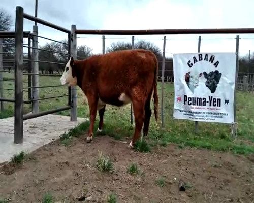 Lote Vaquillona Polled Hereford PR Preñada - Cabaña Peuma Yen