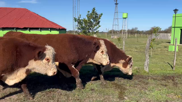 Lote 4 Toros en Corrientes, Curuzú-Cuatiá