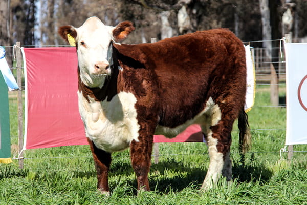 Lote Ternera PP