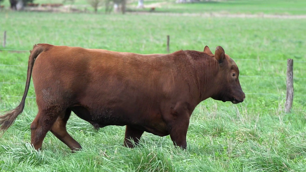 Lote TORO