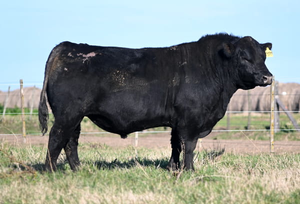 Lote TOROS PUROS DE PEDIGREE