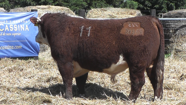 Lote TOROS P. HEREFORD PURO REGISTRADO