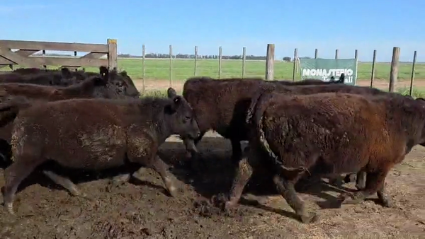 Lote 52 Novillitos en Tres Arroyos