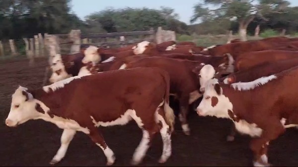 Lote 70 Terneros en La Paz - Entre Rios