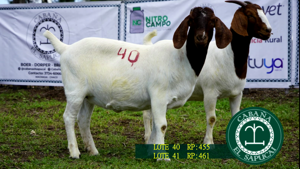 Lote RP 455 Y RP 461