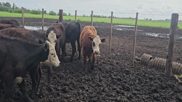 Lote 28 Terneros/as en Tandil