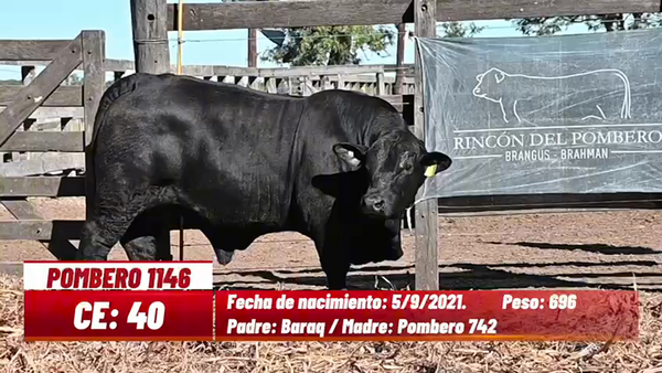 Lote TORO BRANGUS