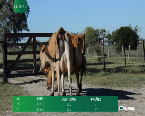 Lote VACAS  EN PRODUCCIÓN PI