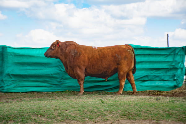 Lote Toros