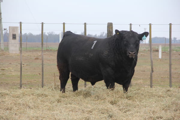 Lote TOROS PUROS DE PEDIGREE
