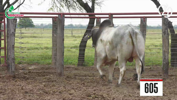 Lote Brahman