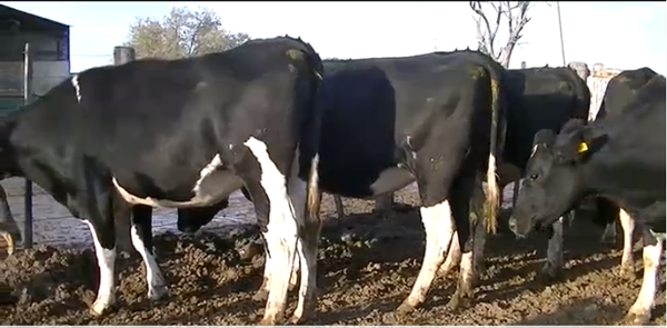 Lote 6 Vaquillonas en  Esperanza, Santa Fe