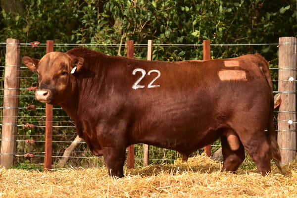 40092 — TOROS ANGUS PC