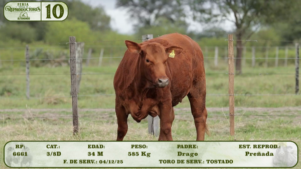 Lote LOTE 10