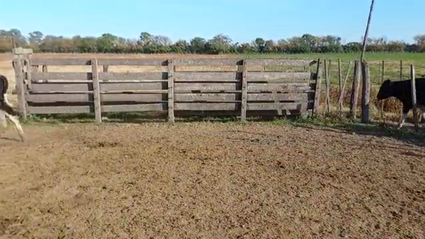 Lote 15 Novillitos Holando Argentino en Col. Bigand, Santa Fe