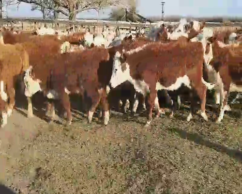 Lote 60 Terneros/as en Villaguay, Entre Ríos