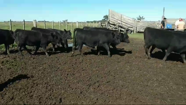 Lote 33 Terneras en Magdalena, Buenos Aires