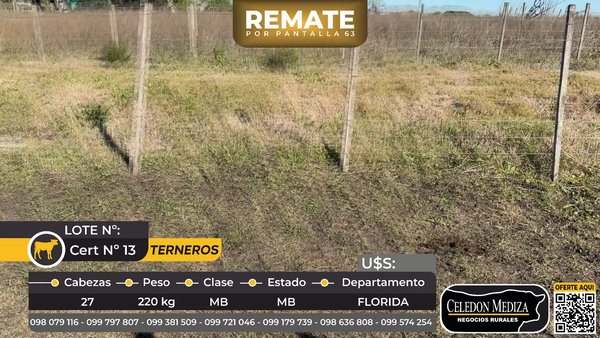 Lote 27 Terneros en Ruta 5 km 149 Piedras Coloradas, a 16 km de Sarandí Florida