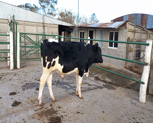 Lote TORO RP35 SUBLANE