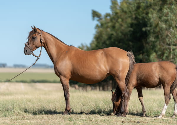 Lote Averías Zalagarda